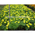 Garden Flower Seeds F1 Hybrid Marigold Seed Tagetes erecta seeds For Sale